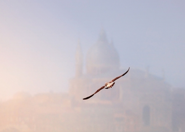 Photograph Juan Luis Duran Venice Flight on One Eyeland